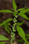 Pennsylvania pellitory